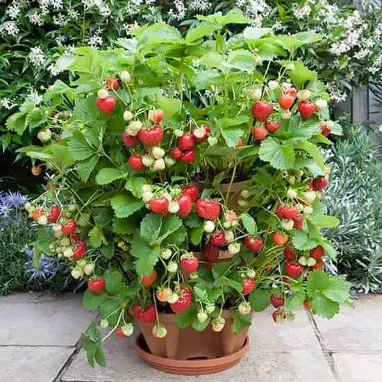 strawberry planter tier