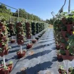 100 Tower Hydroponic Farming System photo review