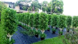 100 Tower Hydroponic Farming System