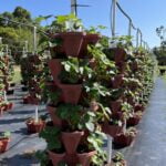 Smart Farming 100 Tower Hydroponic Farms photo review