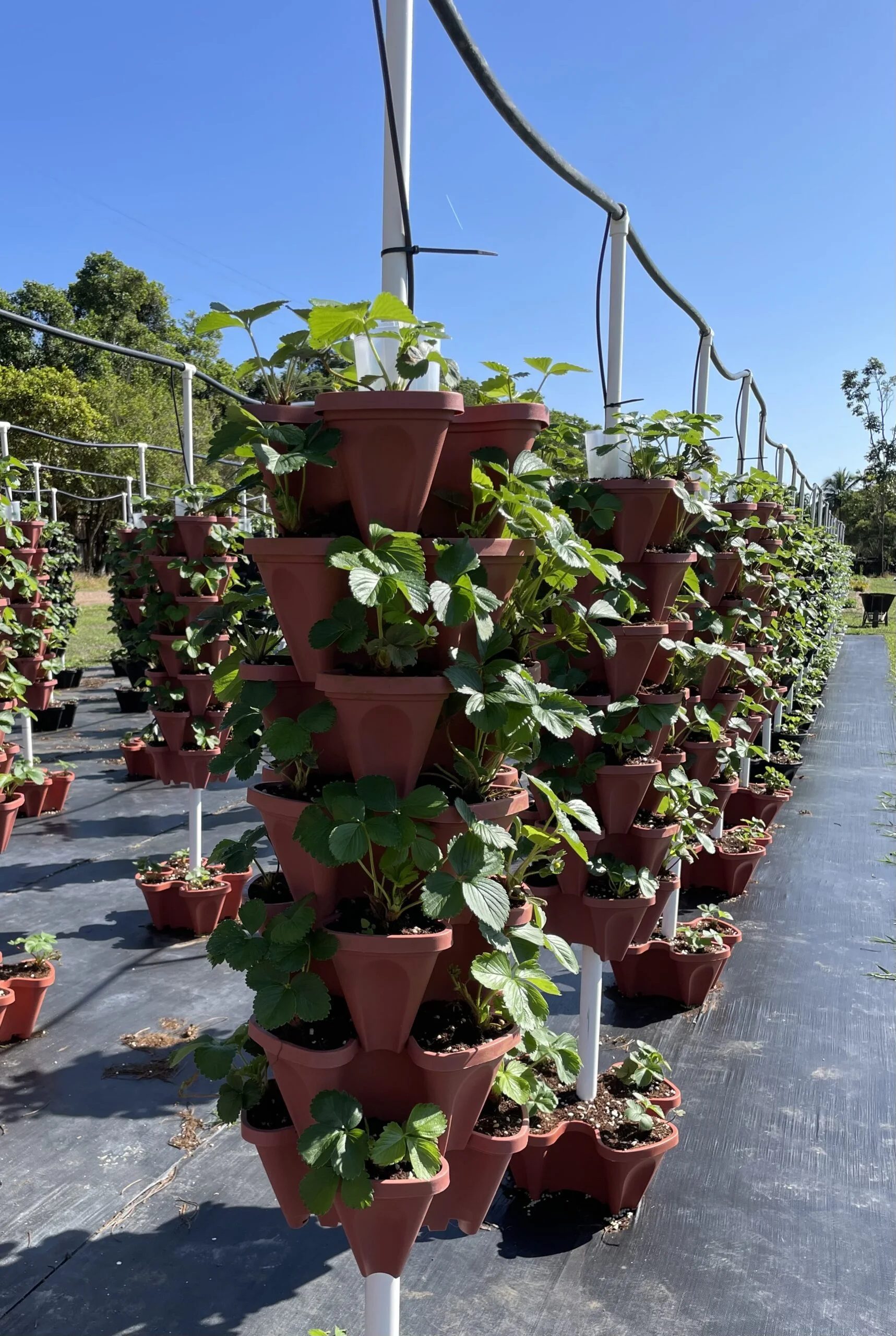 30 Tower Hydroponic Farming System - Image 6