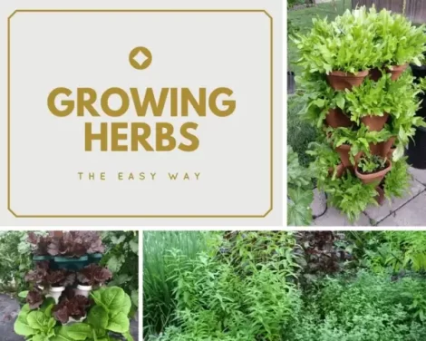 growing herbs the easy way