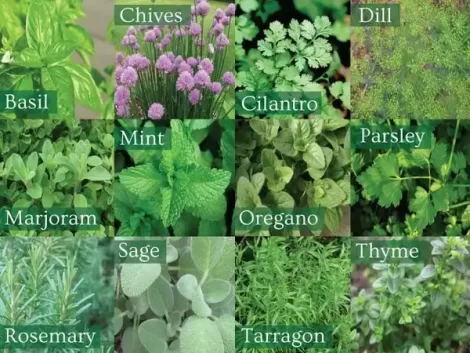 beautiful herb garden ideas