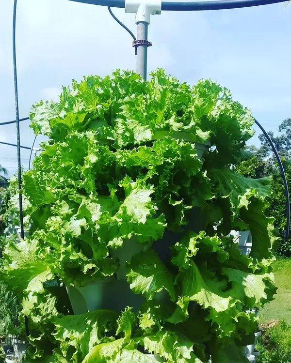 massive lettuce plant
