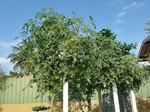 tomatoes growing on a pole from mr stacky