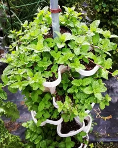 beautiful mint from the vertical planter
