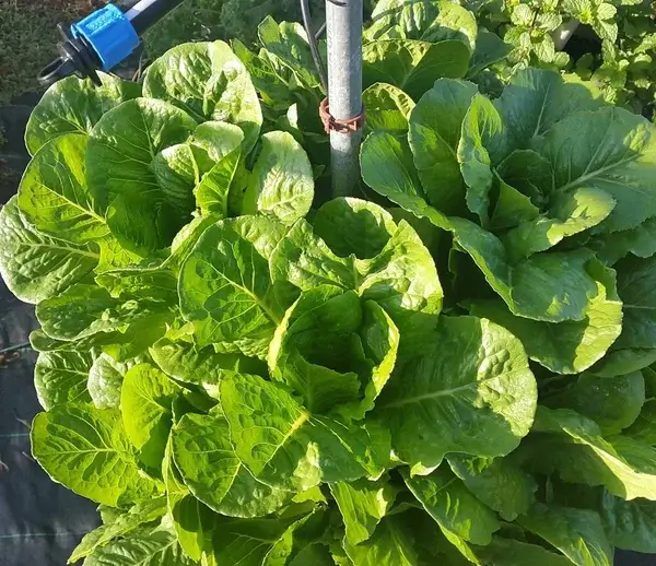 hydroponic cos lettuce