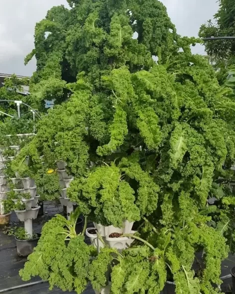 wow look at all that kale growing from mr stacky!