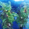 lovely spinach colorful