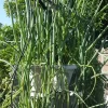 onion growing hydroponically