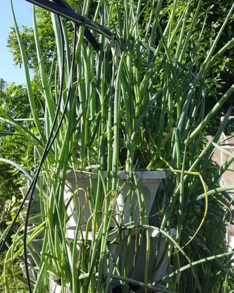 onion growing hydroponically