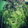 lovely 5 tier garden