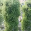 3 Tower DIY Gardening System - Image 9