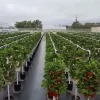Bekemeyer u pick strawberry farm mr stacky