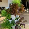 Organic Hydroponic Nutrients - Aptus Baseboost - Image 5