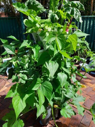 Smart Farm Tower Garden photo review
