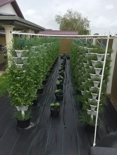 Trinidad hydroponics