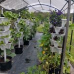 Hydroponic Powder Nutrients photo review