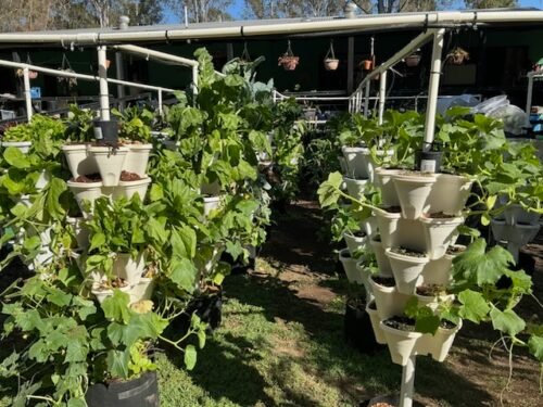 Hydroponic Powder Nutrients photo review