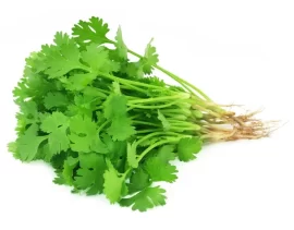 Coriander picture with white background