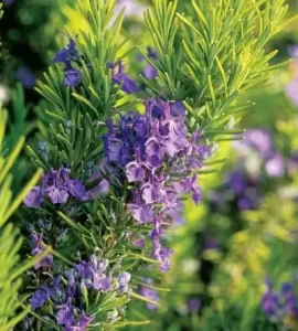 Rosemary with purple flowers