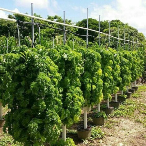 Mr Stacky 60 Tower Hydroponic Farming Pacakge Australia Vertical Gardening Specialists