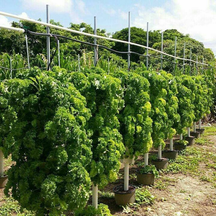 Mr Stacky 60 Tower Hydroponic Farming Pacakge Australia Vertical Gardening Specialists