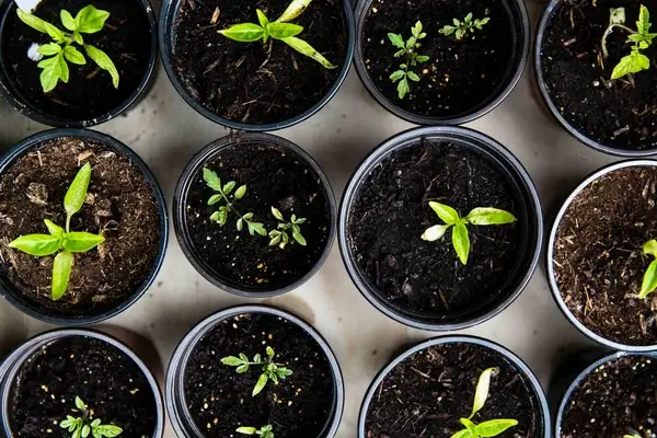 12 small plant pots