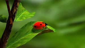 ladybird on green leaf