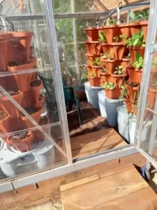 Smart Farm 3 Tower Hydroponic Garden photo review