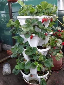 mr stacky 5 tier strawberry tower
