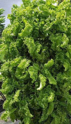 Air Stacky - Aeroponic Tower Garden photo review