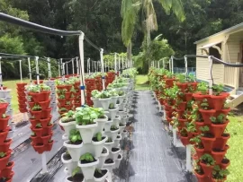 Commercial Hydroponic Farms