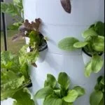 Air Stacky - Aeroponic Tower Garden photo review