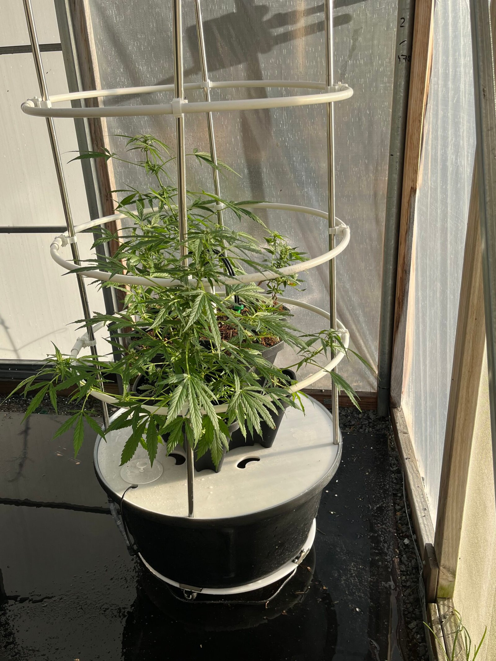 Green stack VHX indoor stacked DXC hybrid hydroponic kit for growing indoors large fruiting crops